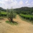 Agriturismo I Greppi di Silli
