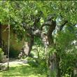 La quercia
