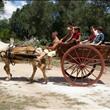 Passeggiate con cavallo e traino