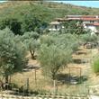 Agriturismo Punto Verde
