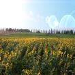 Agriturismo Podere Saliciaia