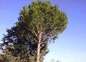 Pino Doméstico - Pinus
